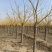 矮杆金枝槐量大出售，价格低，质量硬！7-10公分