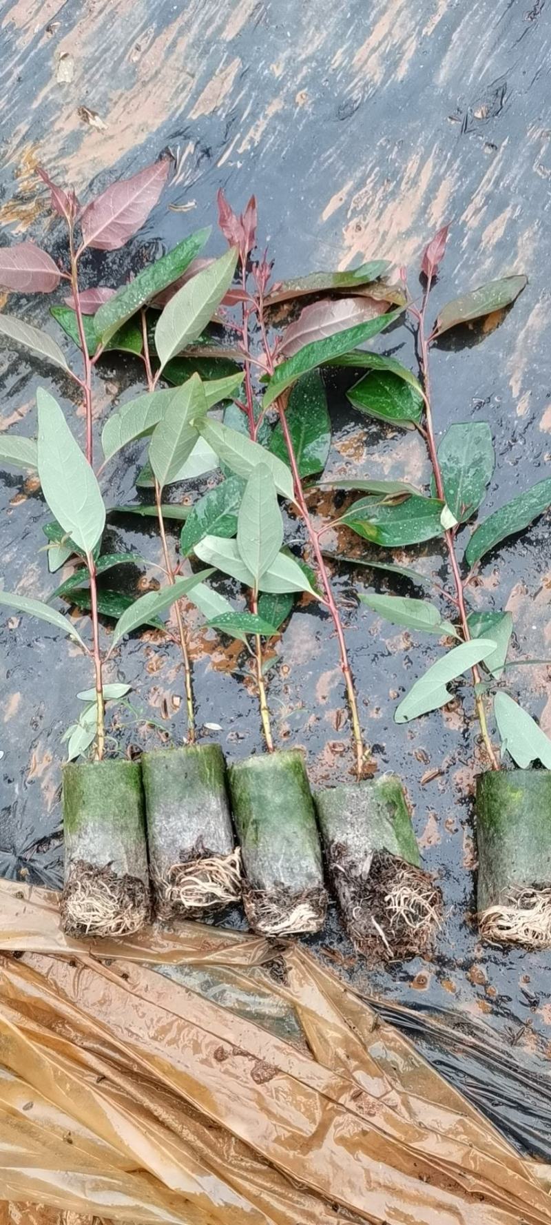 按树苗，29,广9