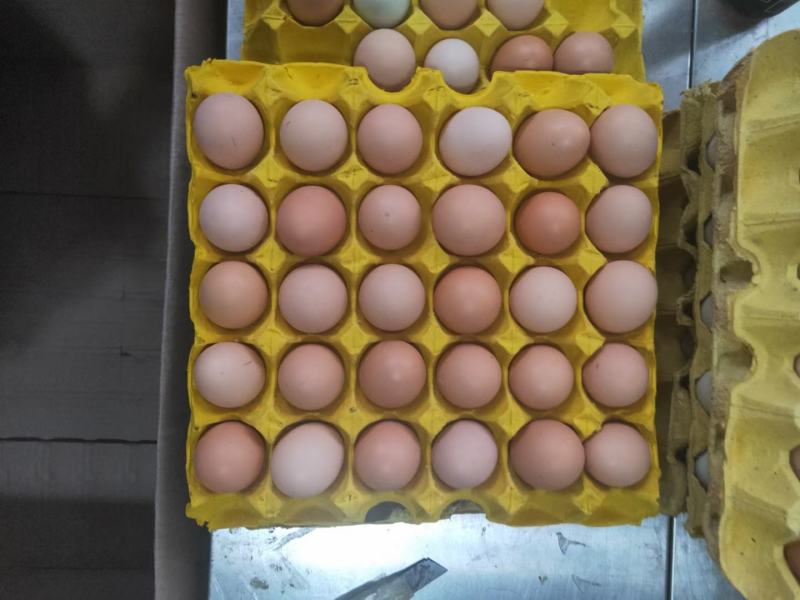 大量出售批发新鲜土鸡蛋草鸡蛋笨鸡蛋粉壳蛋量大从优欢迎电联