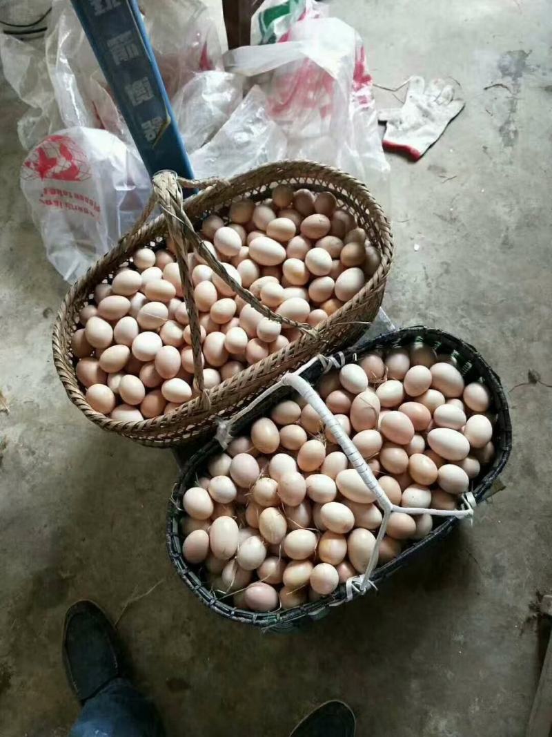 大量出售批发新鲜土鸡蛋草鸡蛋笨鸡蛋粉壳蛋量大从优欢迎电联