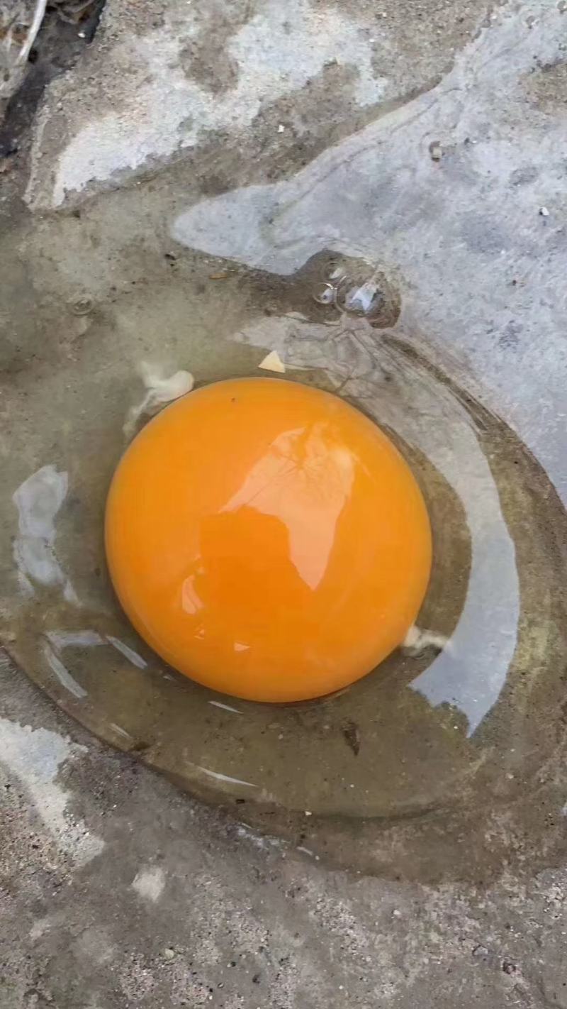 大量出售批发新鲜土鸡蛋草鸡蛋笨鸡蛋粉壳蛋量大从优欢迎电联