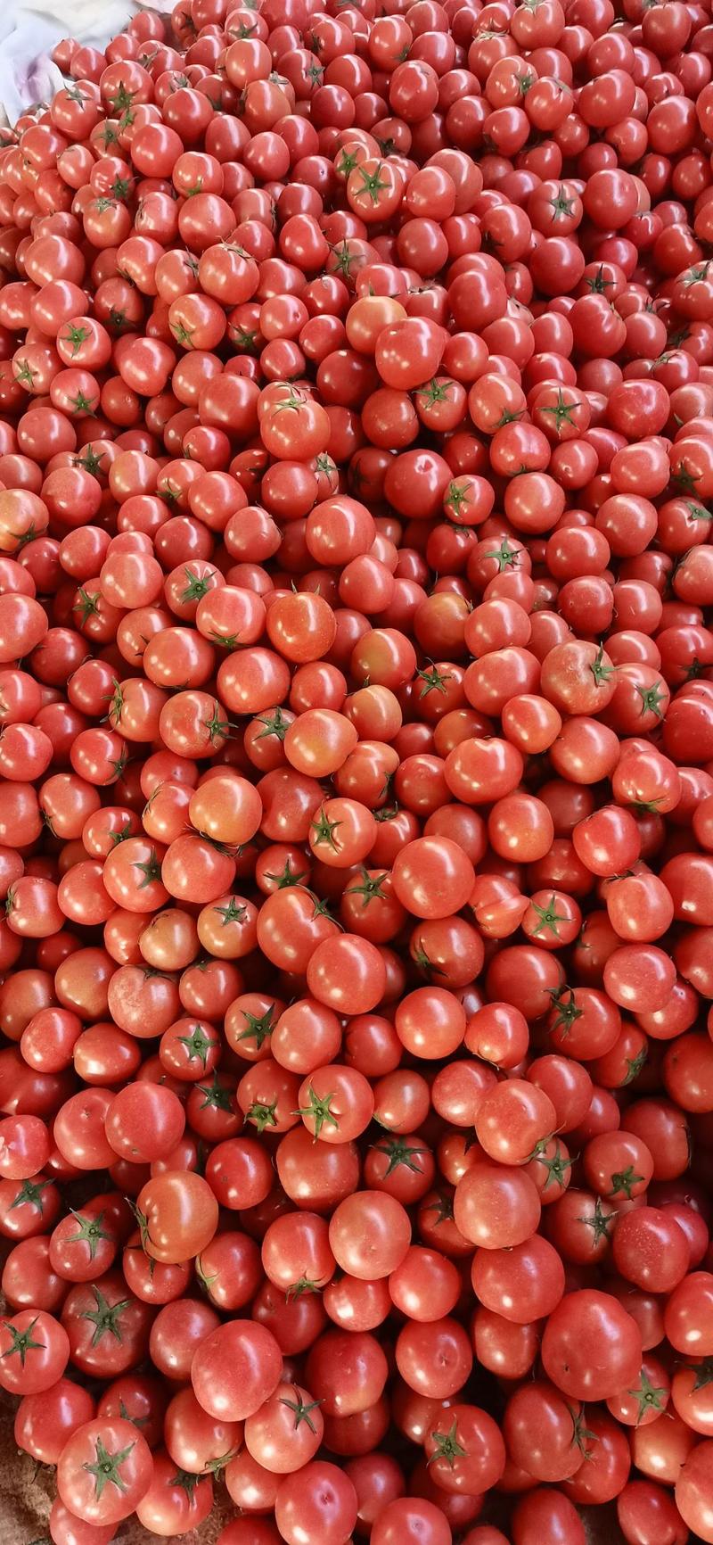 【优选】硬粉西红柿胡万亩货源货真价实欢迎联系