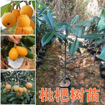 枇杷果苗无核砂糖枇杷树苗特大五星嫁接果树苗当年结果南北方