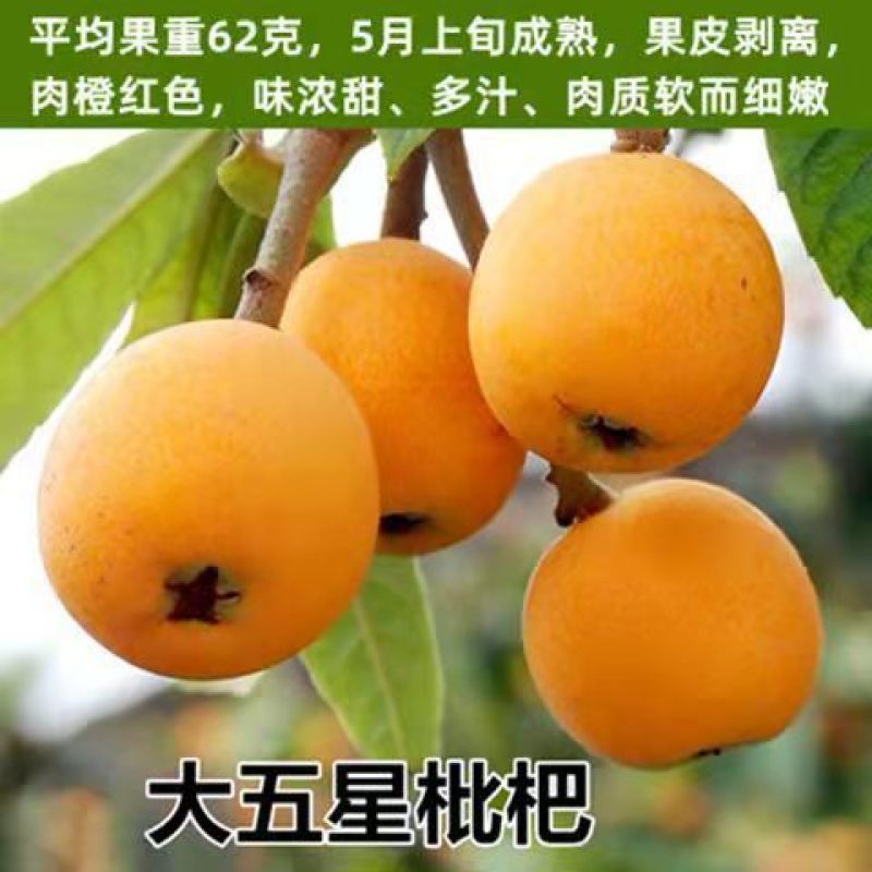 枇杷果苗无核砂糖枇杷树苗特大五星嫁接果树苗当年结果南北方