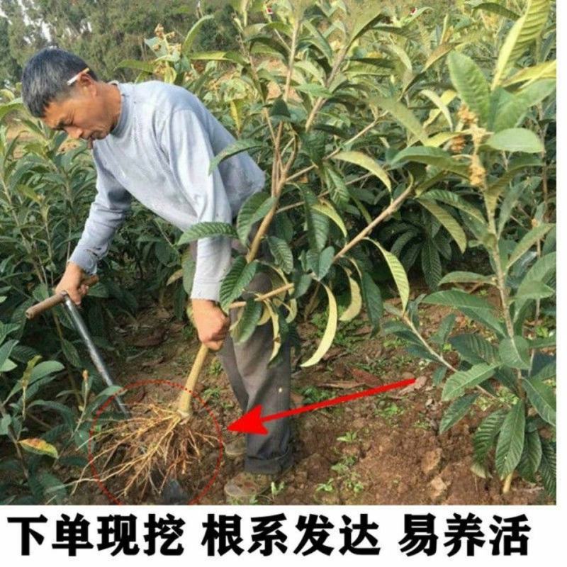 枇杷果苗无核砂糖枇杷树苗特大五星嫁接果树苗当年结果南北方