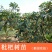 枇杷果苗无核砂糖枇杷树苗特大五星嫁接果树苗当年结果南北方