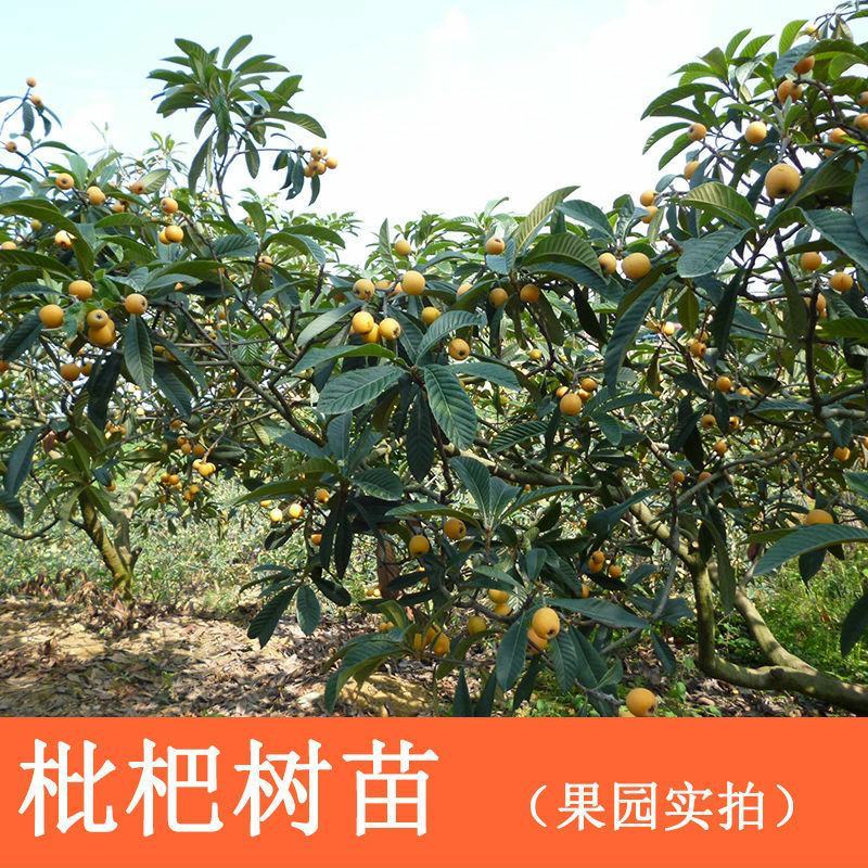 枇杷果苗无核砂糖枇杷树苗特大五星嫁接果树苗当年结果南北方