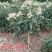 枇杷果苗无核砂糖枇杷树苗特大五星嫁接果树苗当年结果南北方