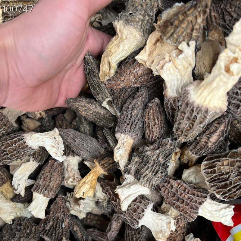 羊肚菌云南丽江羊肚菌产地批发干货云南丽江