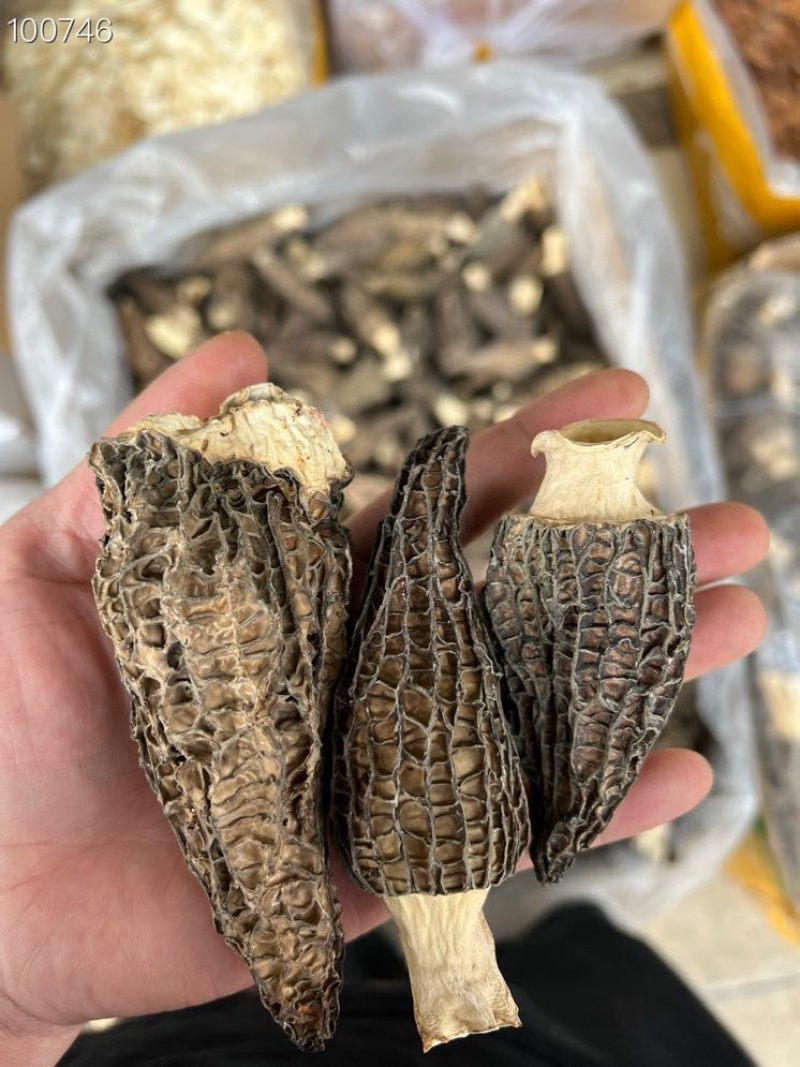 羊肚菌云南丽江羊肚菌产地批发干货云南丽江