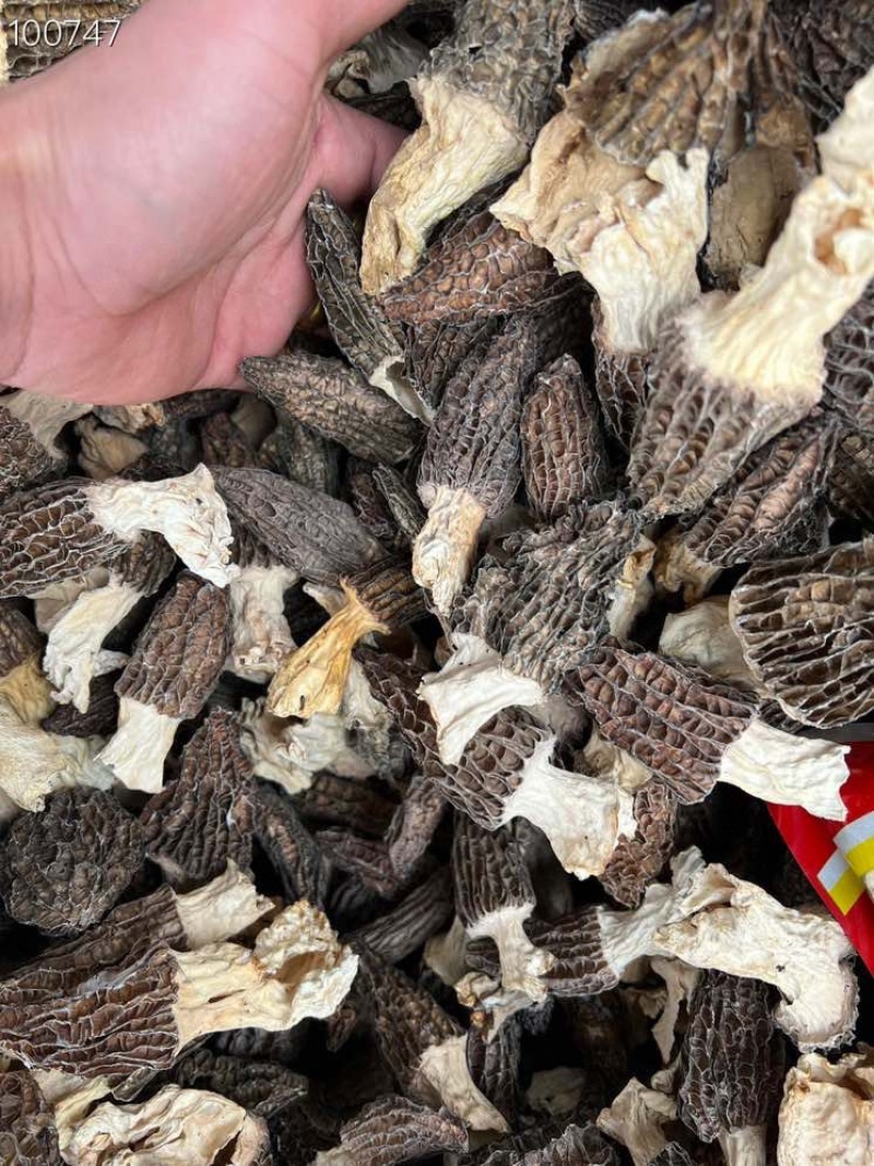 羊肚菌云南丽江羊肚菌产地批发干货云南丽江