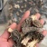 羊肚菌云南丽江羊肚菌产地批发干货云南丽江