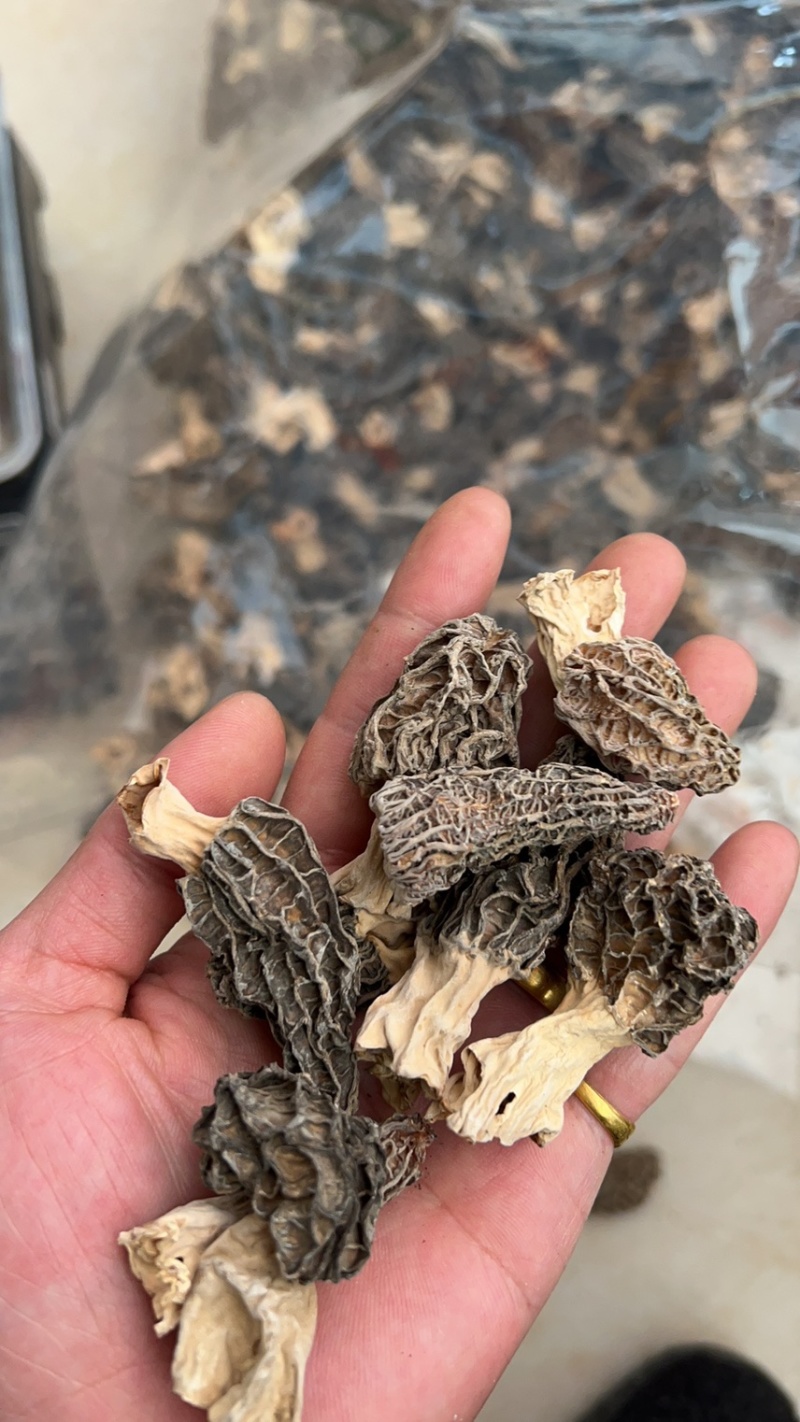 羊肚菌云南丽江羊肚菌产地批发干货云南丽江