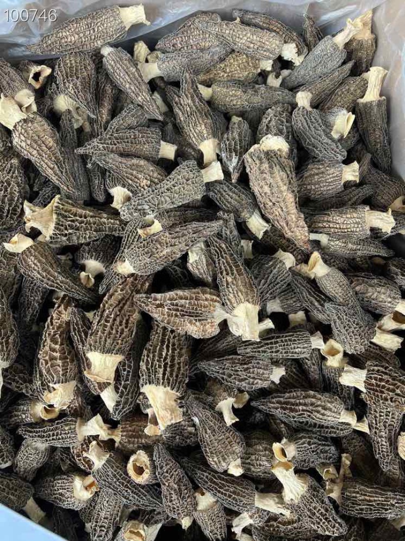 羊肚菌云南丽江羊肚菌产地批发干货云南丽江
