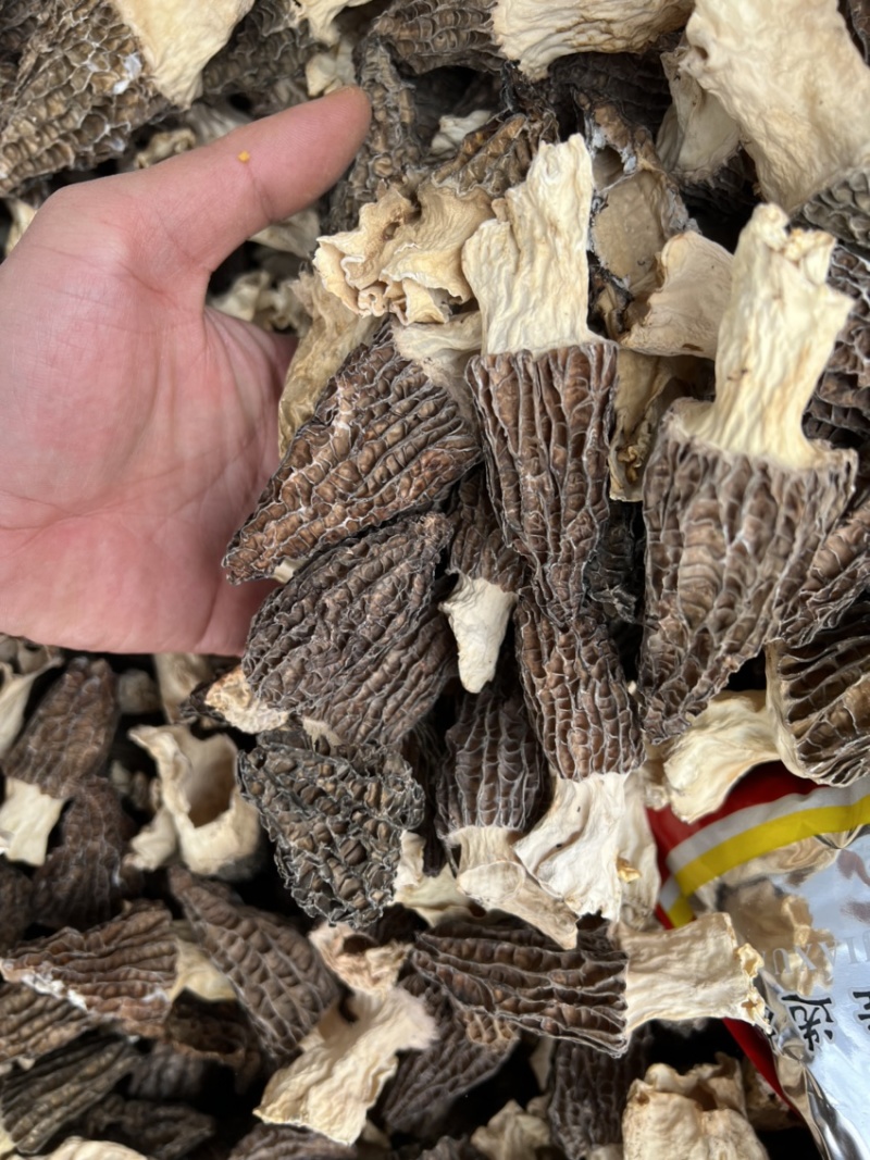 羊肚菌云南丽江羊肚菌产地批发干货云南丽江