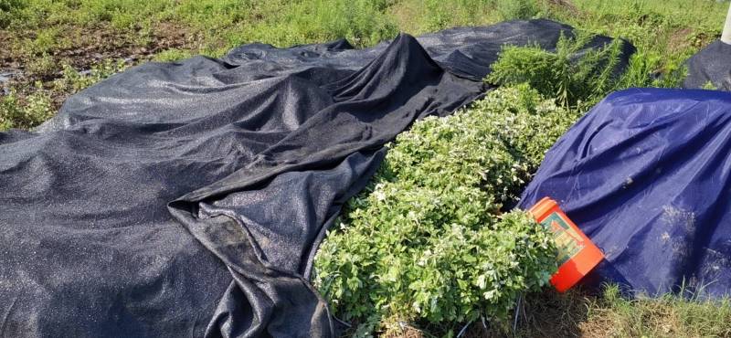 优质艾草苗存活率高产量高出绒率高，保障种植技术现挖现发