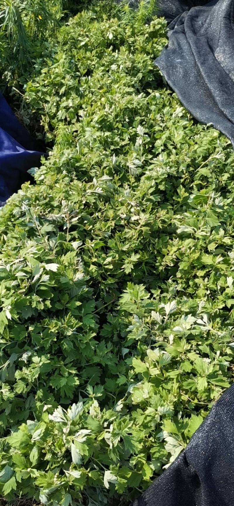 优质艾草苗存活率高产量高出绒率高，保障种植技术现挖现发
