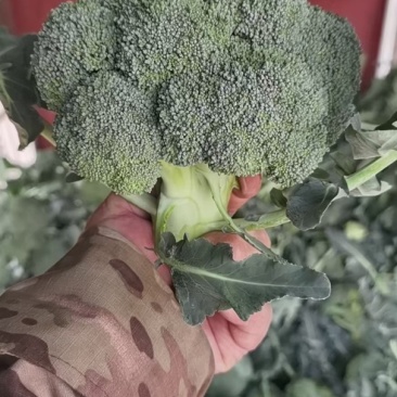 陕西西兰花上市，质量可以，价格不高