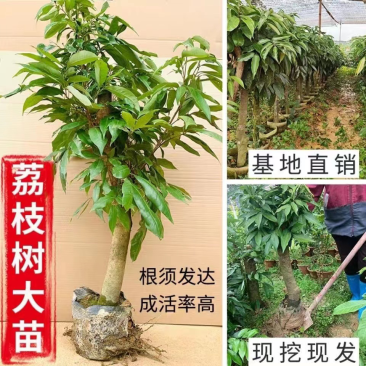 高压圈荔枝特大苗树桩荔枝树大树苗南北方可种植当年结果发