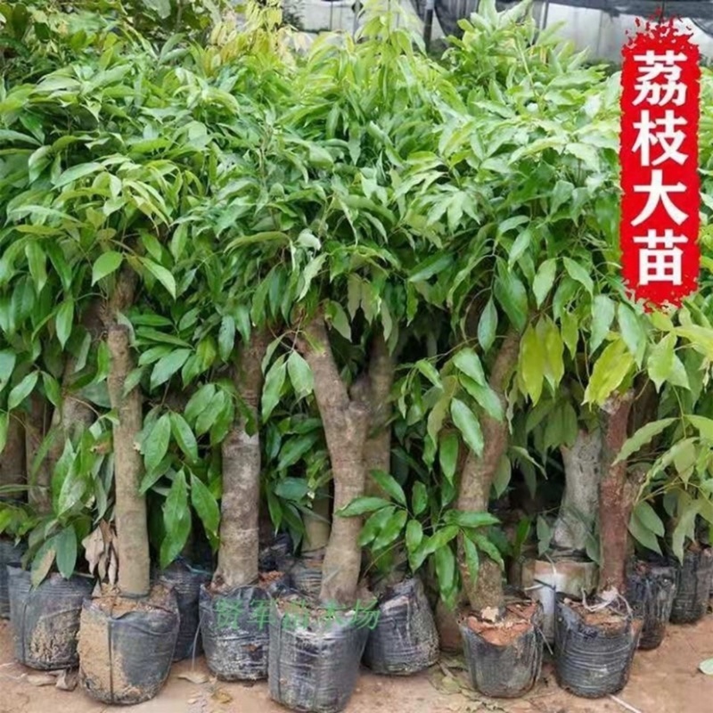 高压圈荔枝特大苗树桩荔枝树大树苗南北方可种植当年结果发
