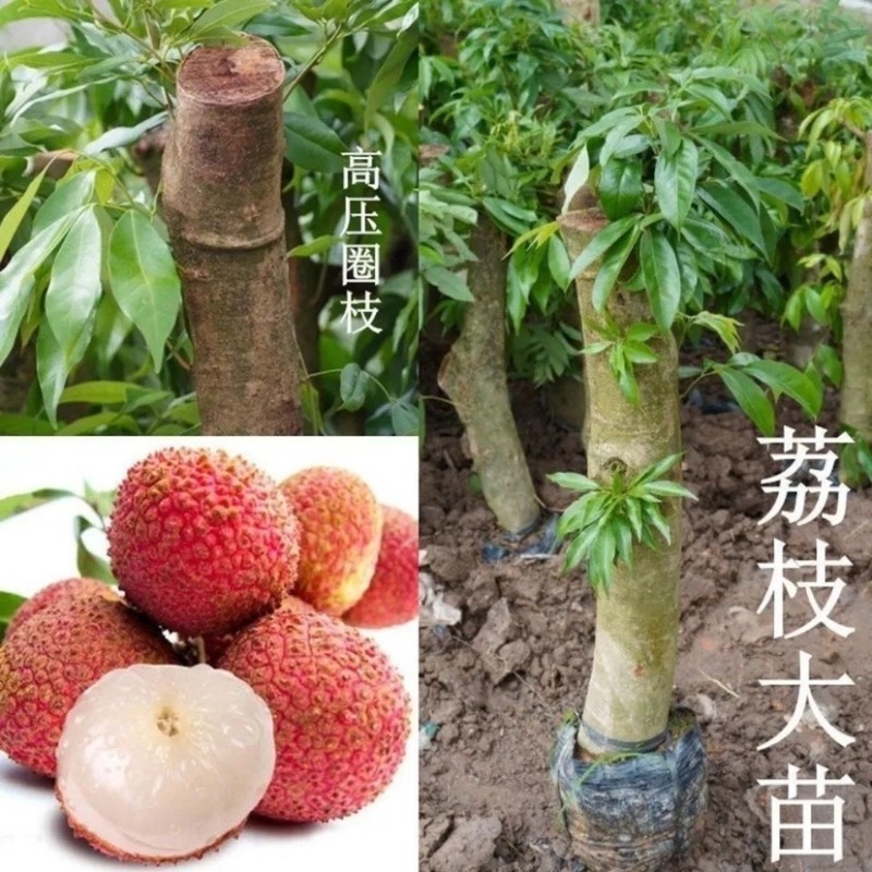 高压圈荔枝特大苗树桩荔枝树大树苗南北方可种植当年结果发