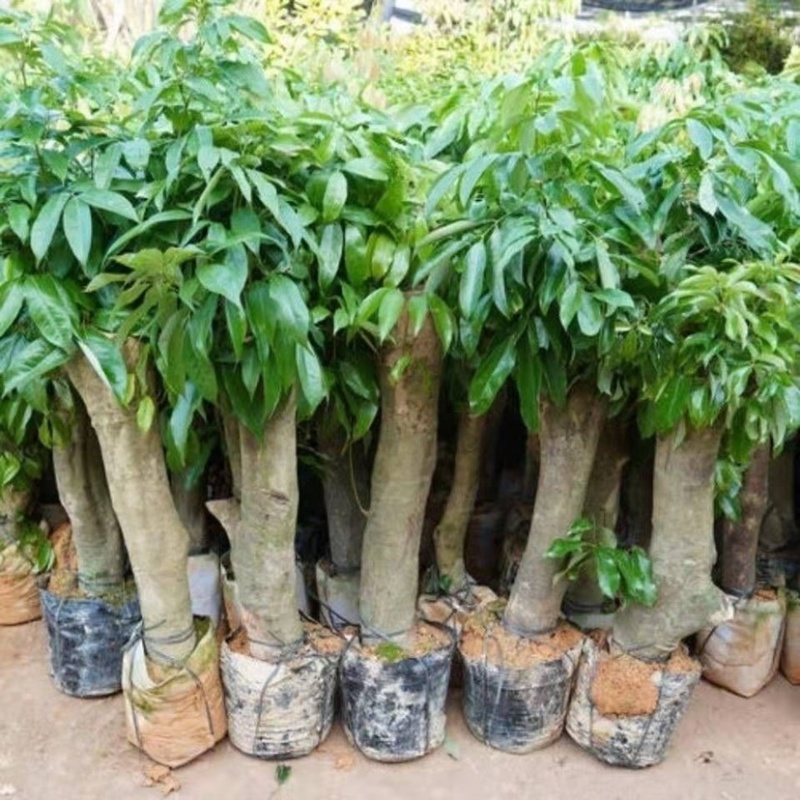 高压圈荔枝特大苗树桩荔枝树大树苗南北方可种植当年结果发