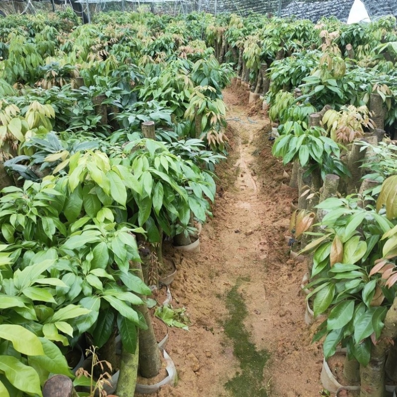 高压圈荔枝特大苗树桩荔枝树大树苗南北方可种植当年结果发