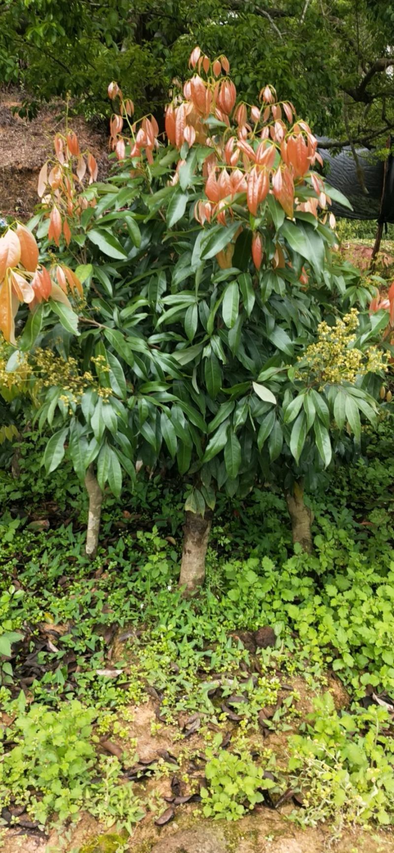 高压圈荔枝特大苗树桩荔枝树大树苗南北方可种植当年结果发