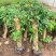 高压圈荔枝特大苗树桩荔枝树大树苗南北方可种植当年结果发