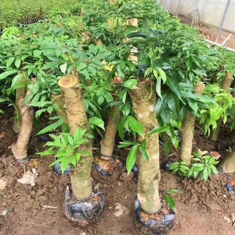 高压圈荔枝特大苗树桩荔枝树大树苗南北方可种植当年结果发