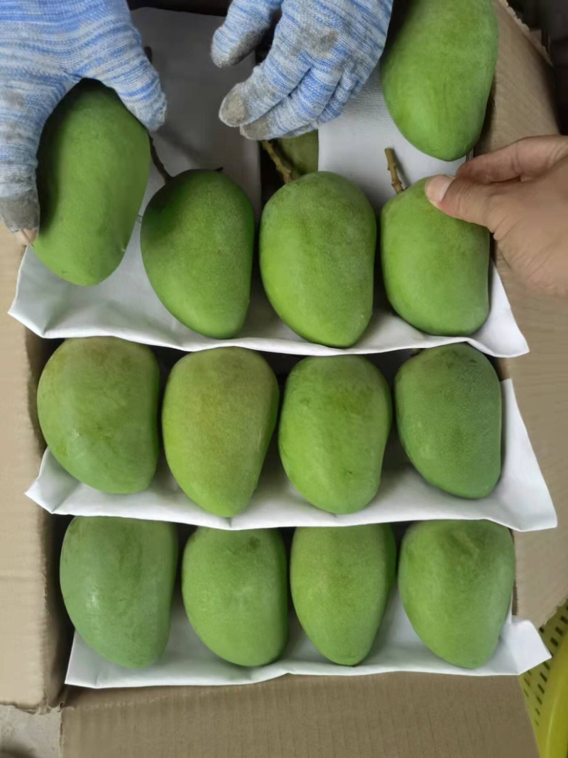 芒果专业市场代卖寻找供货商。电话联系