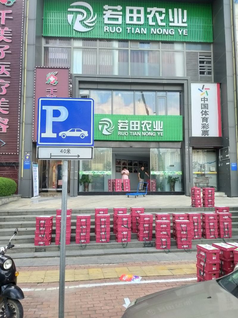 脆蜜金桔王果苗单果50-90g化渣好糖度高纯甜多