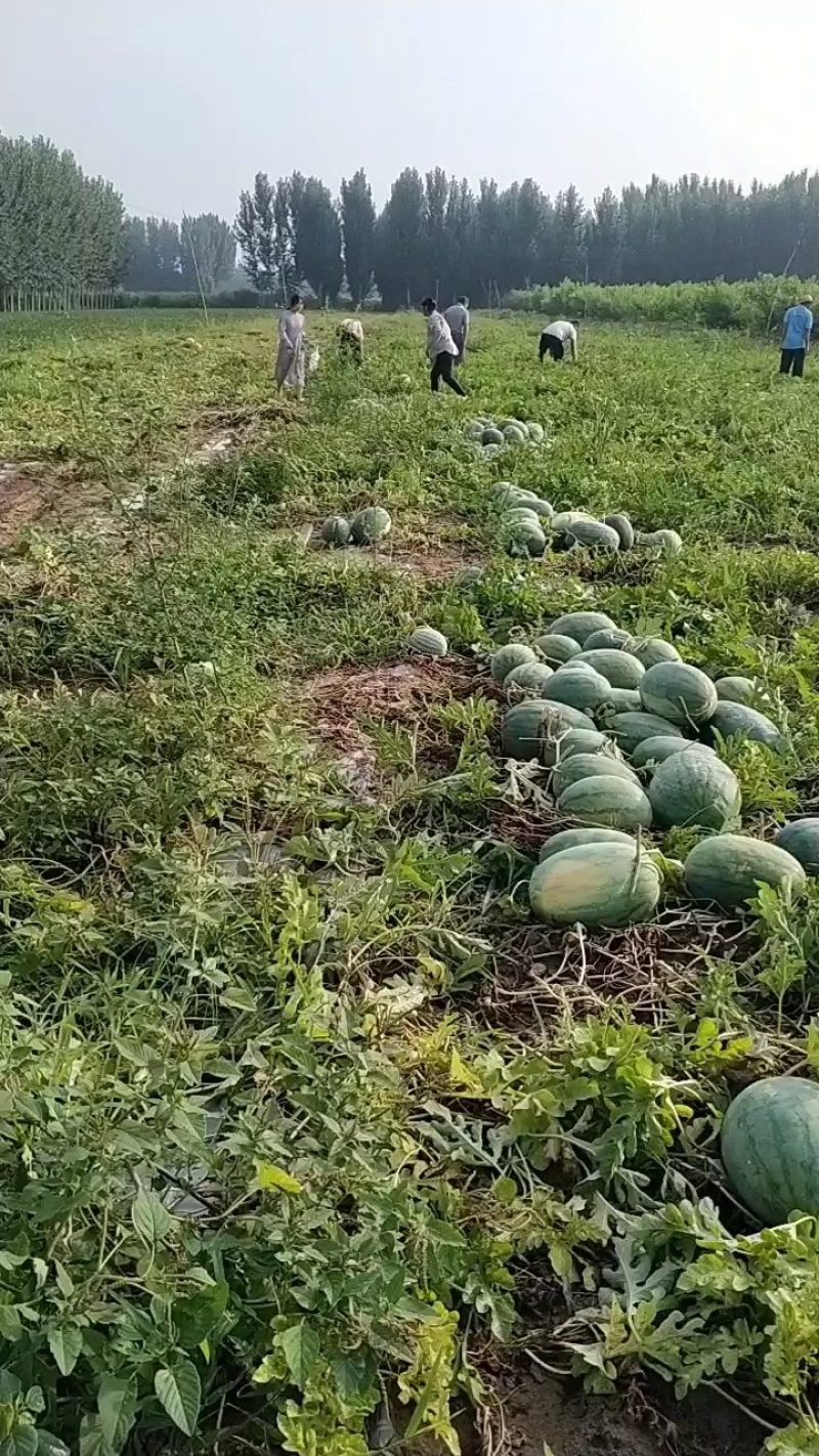 开封龙卷风西瓜大量上市了，有需要的欢迎咨