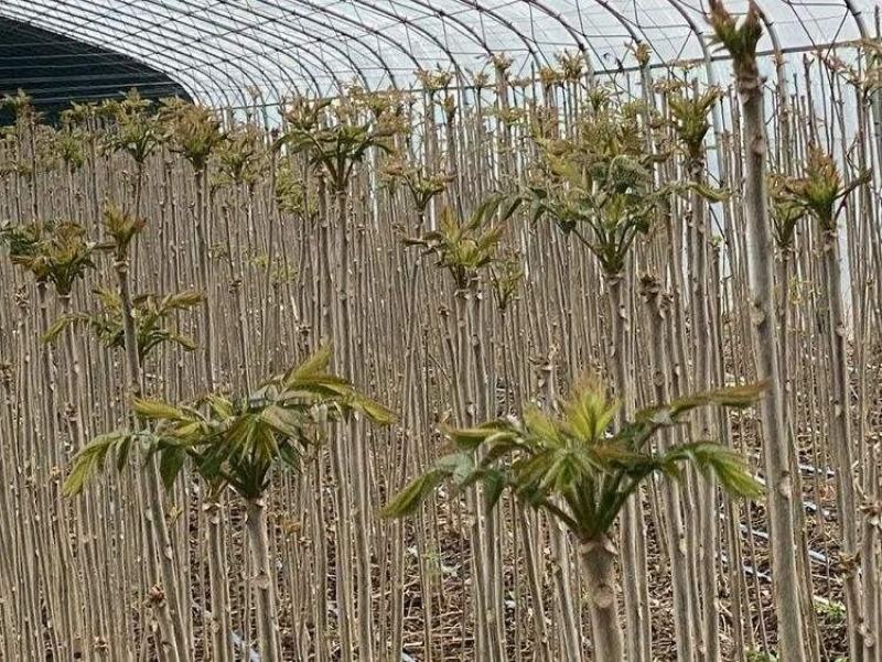 你了解红油香椿种子现在价格香椿芽有哪些营养价值吗