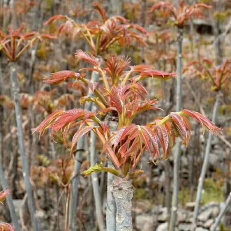 你了解红油香椿种子现在价格香椿芽有哪些营养价值吗