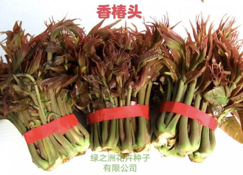 你了解红油香椿种子现在价格香椿芽有哪些营养价值吗