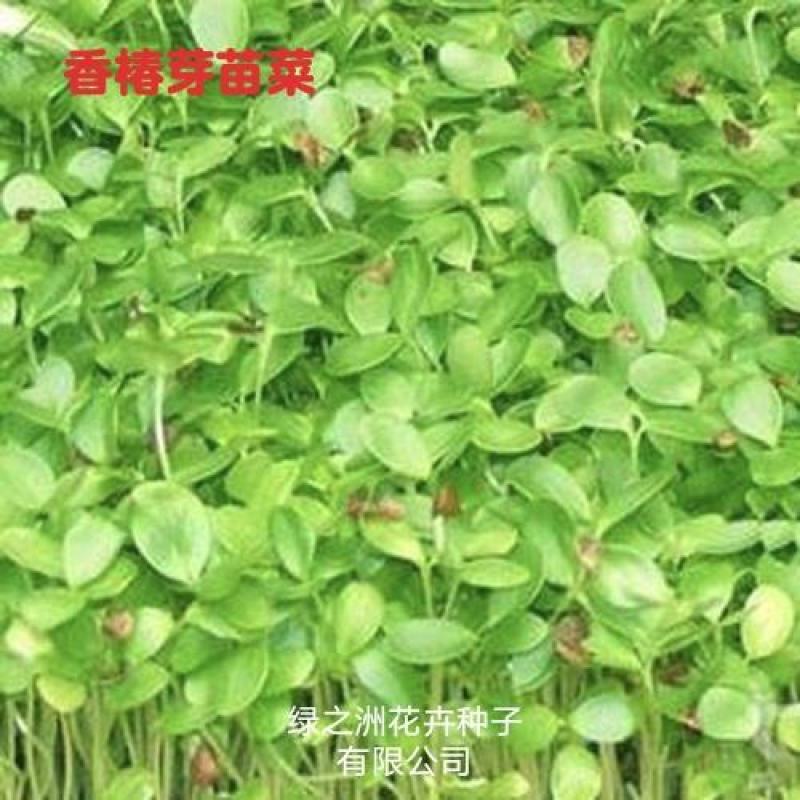你了解红油香椿种子现在价格香椿芽有哪些营养价值吗