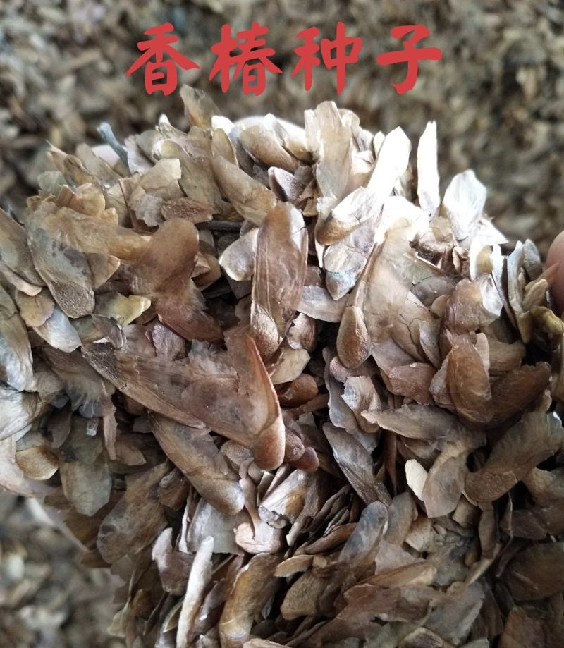 你了解红油香椿种子现在价格香椿芽有哪些营养价值吗