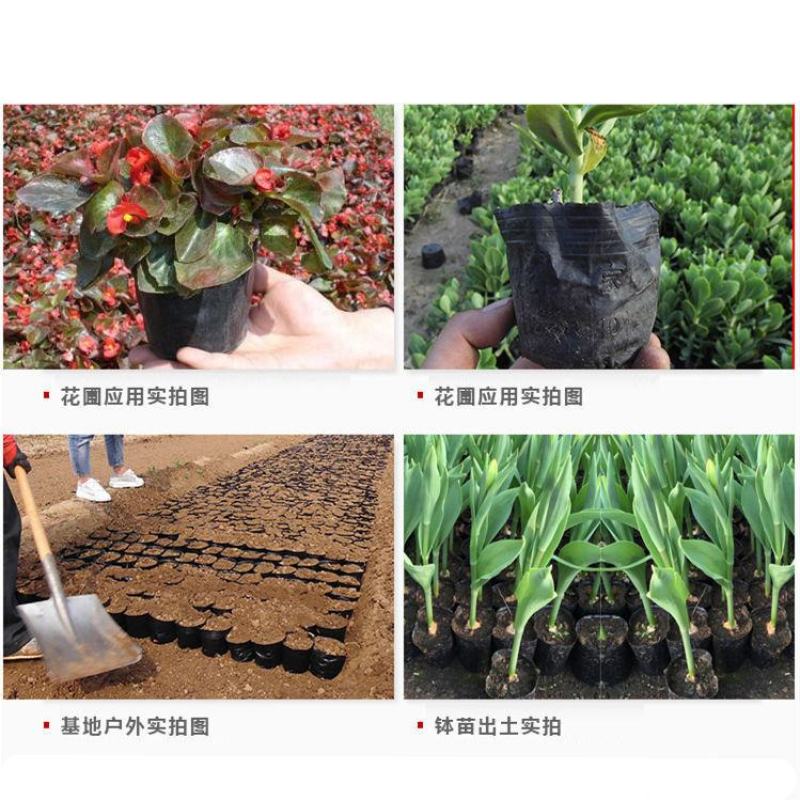 营养杯育苗杯一次性加厚育苗袋塑料花盆育苗盘种菜植育苗盆营