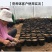 营养杯育苗杯一次性加厚育苗袋塑料花盆育苗盘种菜植育苗盆营