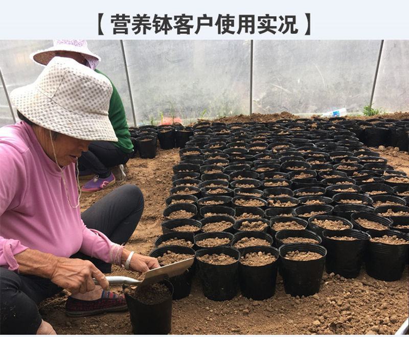 营养杯育苗杯一次性加厚育苗袋塑料花盆育苗盘种菜植育苗盆营
