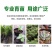 营养杯育苗杯一次性加厚育苗袋塑料花盆育苗盘种菜植育苗盆营