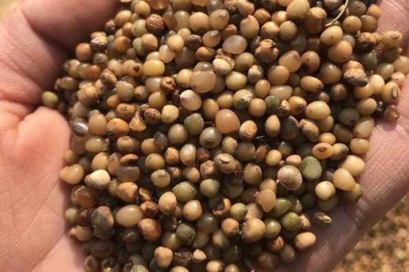 黄精种子鸡头黄精老虎姜多花黄精种子红花黄精种子