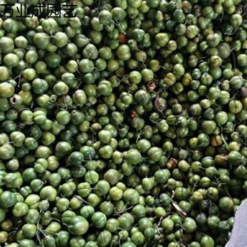 黄精种子鸡头黄精老虎姜多花黄精种子红花黄精种子
