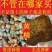 黄精种子鸡头黄精老虎姜多花黄精种子红花黄精种子
