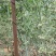 黄精种子鸡头黄精老虎姜多花黄精种子红花黄精种子