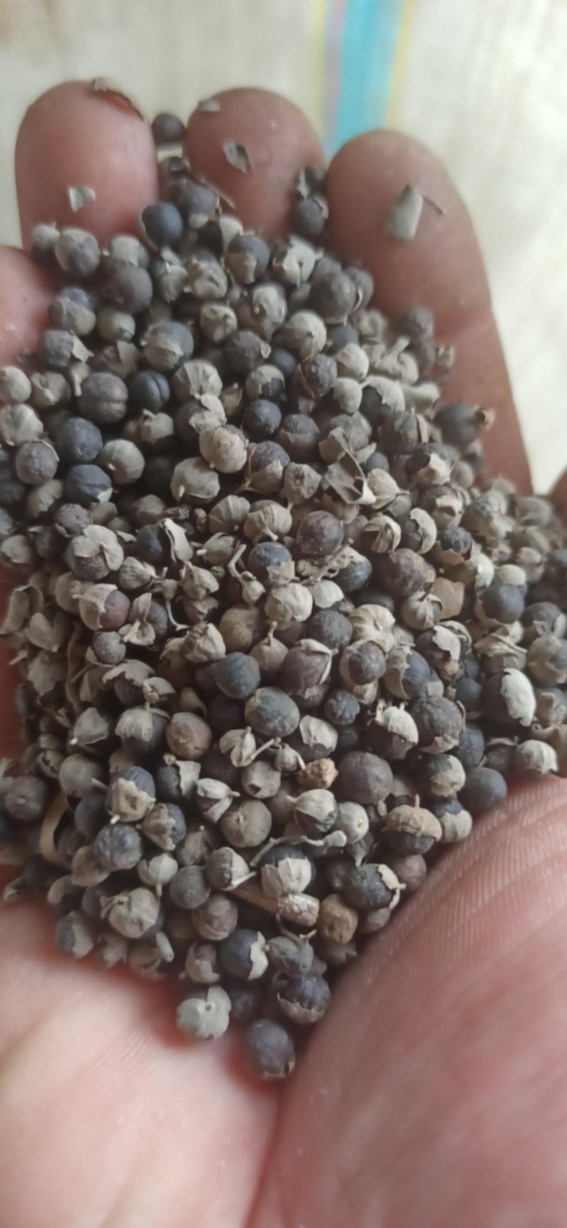 蔓荆子中药材批发蔓荆子质量保证量大从优