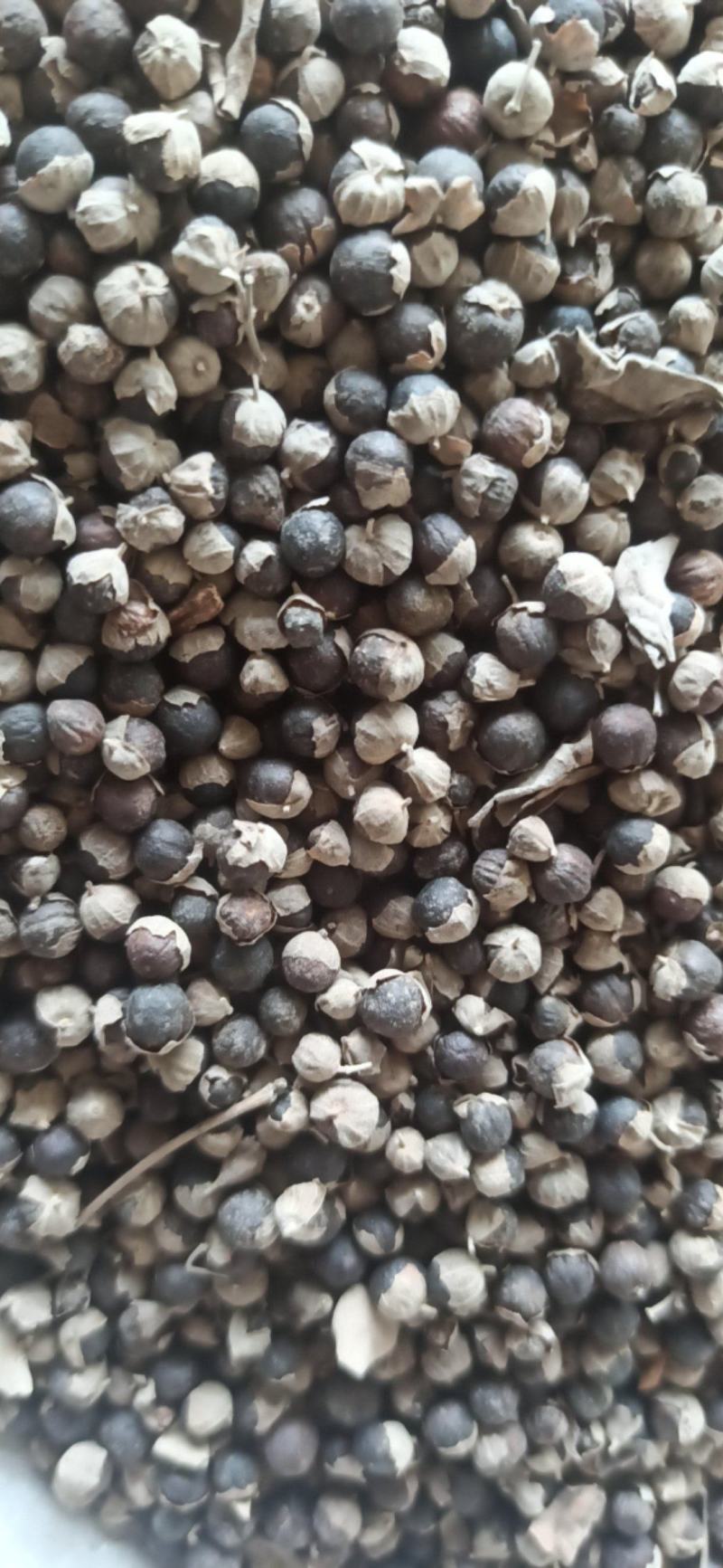 蔓荆子中药材批发蔓荆子质量保证量大从优