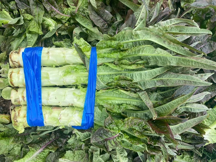 新鲜翠绿的莴苣叶片特写
