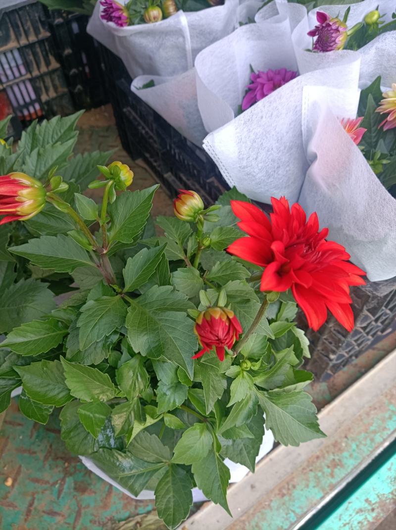 小丽花/基地直发货/品种齐全/颜色鲜艳/品相优/量大